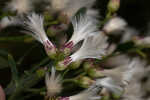 Eastern baccharis